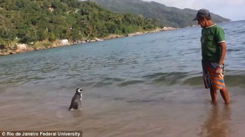pinguino brasile1