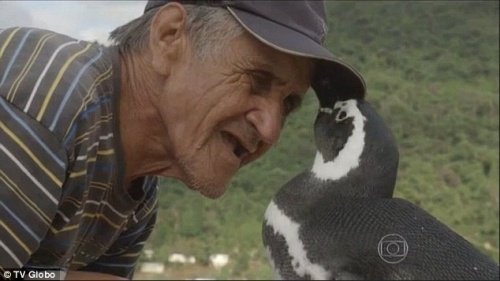 pinguino brasiliano