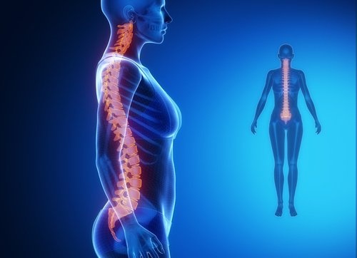 Colonna Vertebrale E Le Altre Parti Del Corpo C E Una Relazione