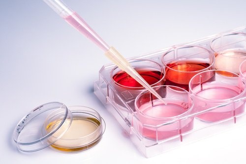 il sangue mestruale contiene cellule rigenerative endometriali