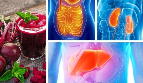 Come disintossicare gli organi vitali