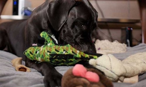 Giocattoli pulizie di casa