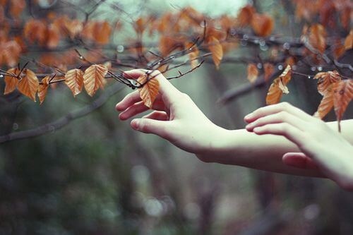 Mani che toccano foglie persone migliori