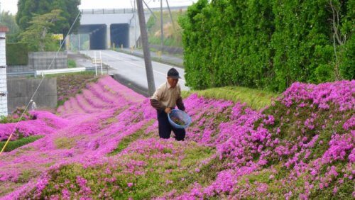 Signor Kuroki coltiva fiori