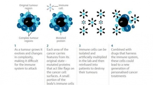 Sistema immunitario contro il cancro