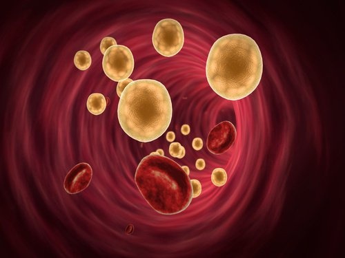 colesterolo nel sangue