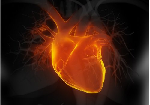 l'olio di oliva migliora la salute cardiovascolare