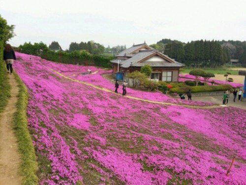 giardino pieno di fiori dei signori Kuroki