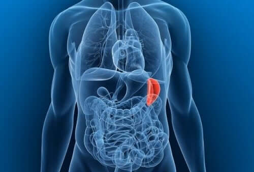 Milza infiammata: sintomi e trattamento