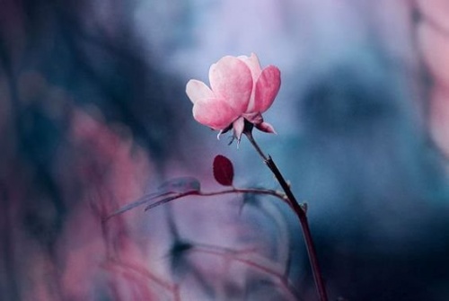 rosa che sboccia