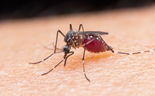 Allontanare gli insetti grazie a 6 rimedi naturali