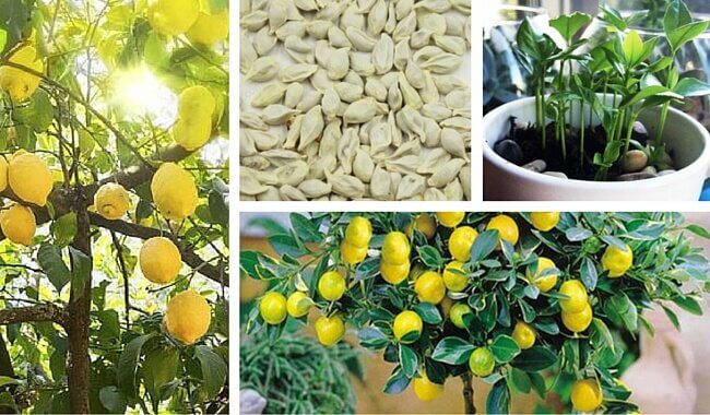 Semi di limone: piantarli per ottenere un bell'albero