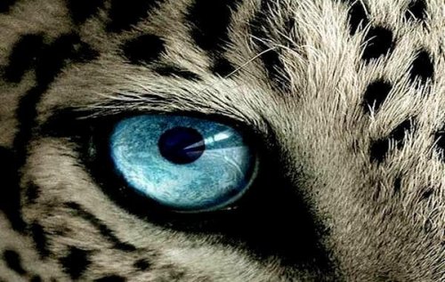 Occhio-della-tigre giornata mondiale dell'ambiente