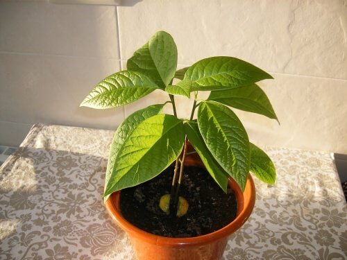 Dopo che sarà spuntata la pianticella e il gambo avrò raggiunto un'altezza di 20 cm circa, la pianta potrà essere messa in vaso