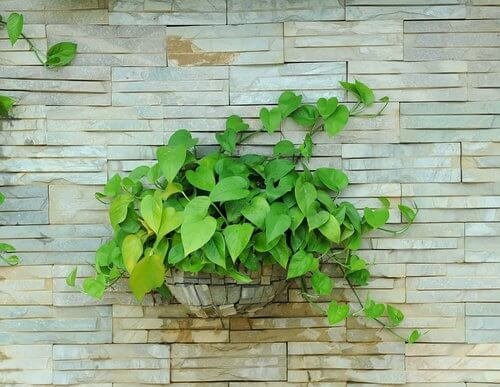 Pothos polmoni e bronchi