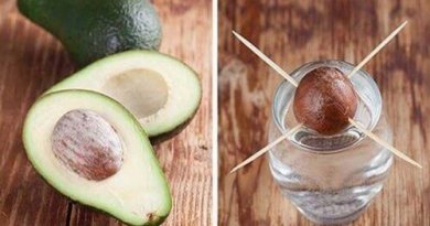 Come far germogliare un seme di avocado