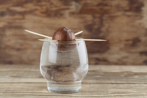 Per far germogliare un seme di avocado è necessario immergerlo parzialmente in acqua