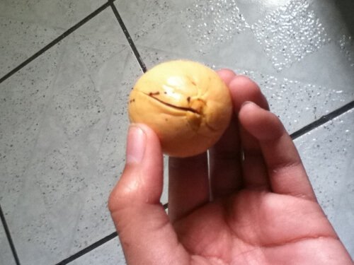 Bisogna individuare la parte superiore e inferiore del seme