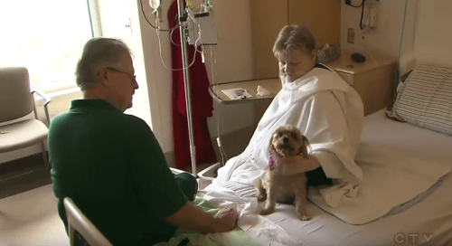 cane in ospedale con i suoi padroni