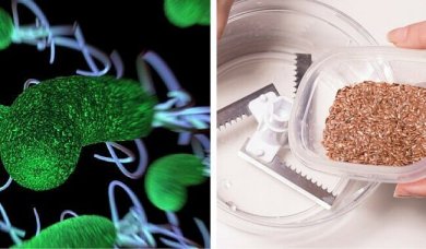 Due ingredienti per liberare il corpo dai parassiti intestinali