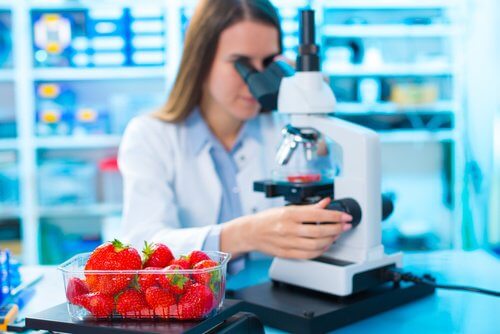 ricercatrice osserva fragole al microscopio