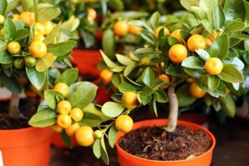 vasi con alberi di limone