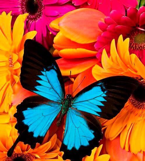 Farfalla colori