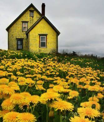 Paesaggio casa e fiori colori