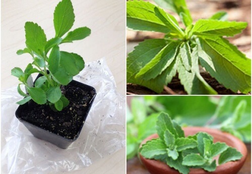 Come coltivare la stevia in casa per sfruttarne le proprietà medicinali