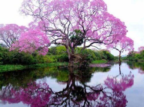 albero con fiori