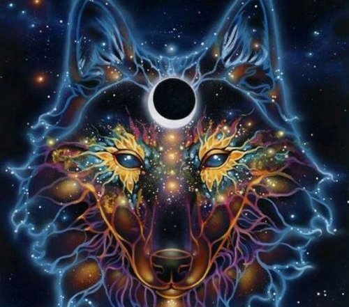 Immagine lupo