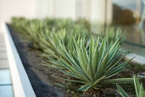 Piante aloe vera