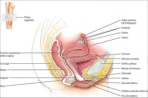 Apparato femminile