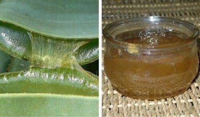 Marmellata di aloe vera: ecco come prepararla