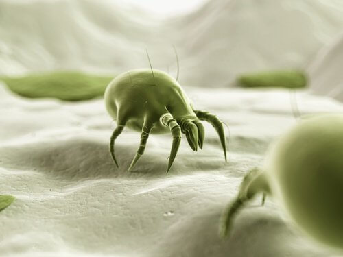 Sapete quanti acari vivono nel vostro letto? Scoprite come eliminarli