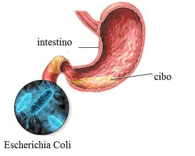 Escherichia-colia e infezioni intestinali