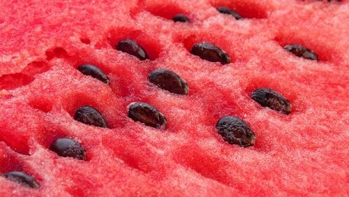 semi di cocomero