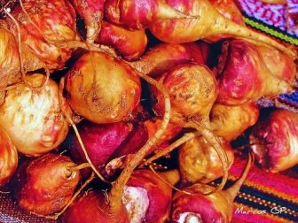 La maca: una radice meravigliosa per le donne