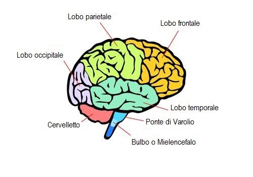 Quali sono le aree del cervello e che funzioni hanno?