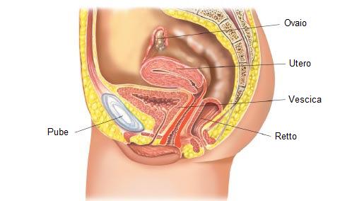 muscoli del pavimento pelvico