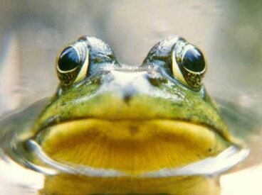 Il principio della rana cotta: di cosa si tratta?