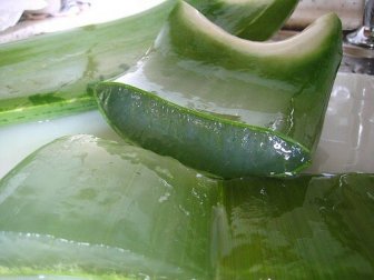 Il succo di aloe vera e come prepararlo in casa