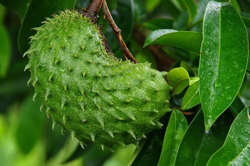 I benefici della guanabana, delizioso frutto tropicale