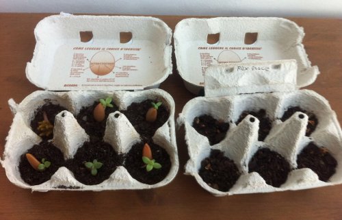 Cartone delle uova come terraio