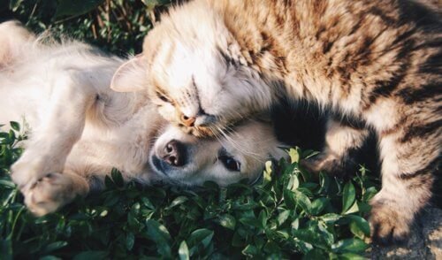 cane-e-gatto