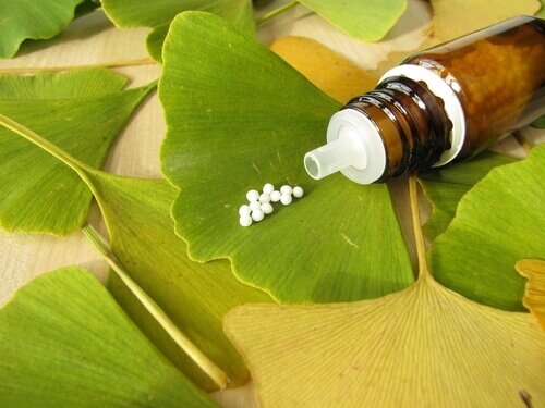 Ginkgo biloba