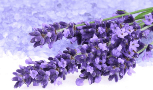 fiori-di-lavanda