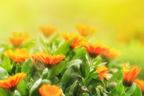 Calendula