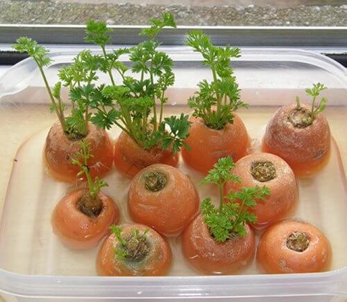 torsoli di carote coltivati in vaschetta con acqua
