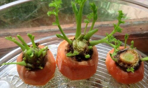 Come coltivare le carote in casa